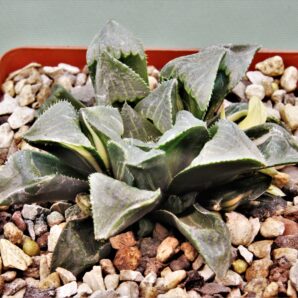haworthia-ji-shonjin-variegata-1