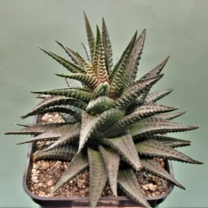 haworthia-limifolia-nigra-1