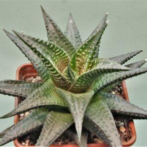 haworthia-limifolia-nigra-3