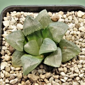 haworthia-nikko-1
