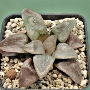 haworthia-nikko
