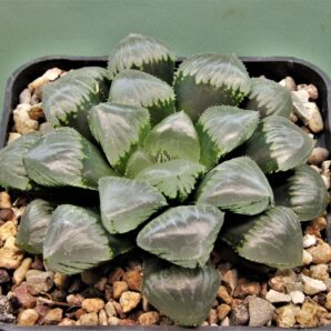 haworthia-obtusa-jellyfish