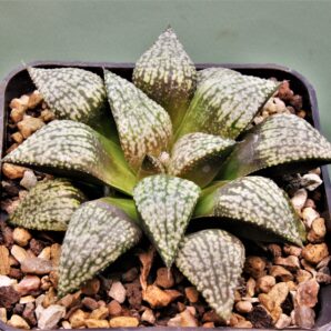 haworthia-picta