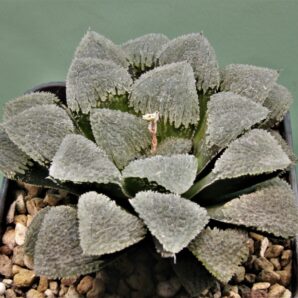 haworthia-pygmaea-yuki-no-sato-1.