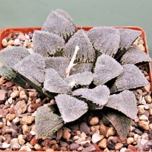 haworthia-pygmaea-yuki-no-sato-3