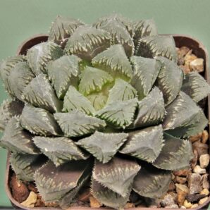 haworthia-red-stone-1