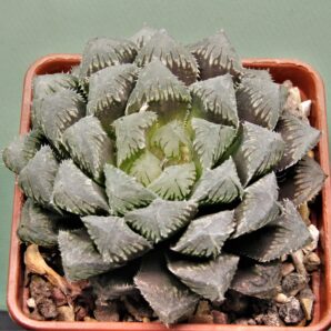 haworthia-red-stone-2