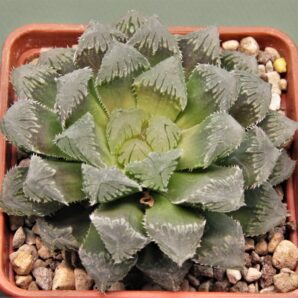 haworthia-red-stone-4