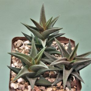 haworthia-resendeana-1