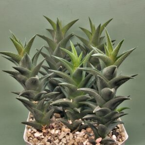 haworthia-resendeana-2