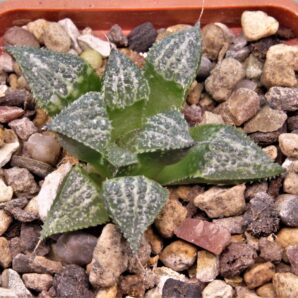 haworthia-splendens-yuki-keshiki.