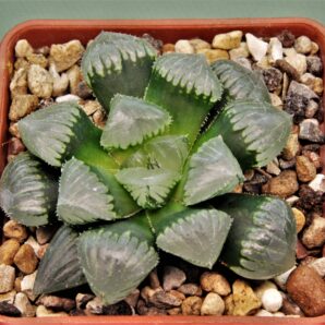 haworthia-sticky-jade-dew-2