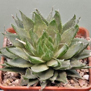 haworthia-translusens-2.-