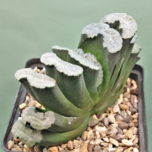 haworthia-truncata-hiroshige-11