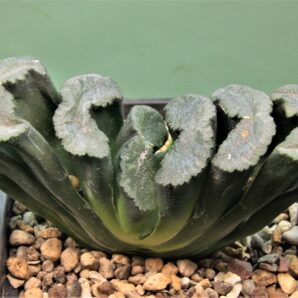 haworthia-truncata-hiroshige-16