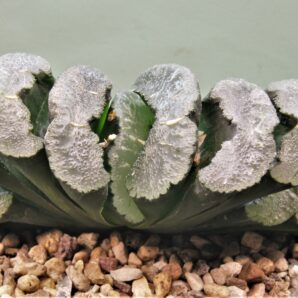 haworthia-truncata-hiroshige-8