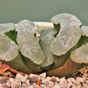 haworthia-truncata-mammoth.
