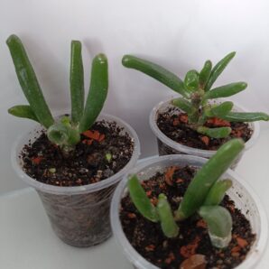 Crassula ovata 'Hobbit'