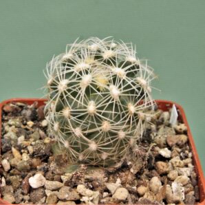 pediocactus-bradyi-pjr475-1.