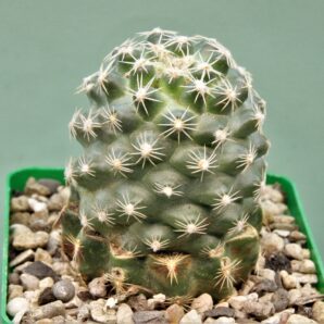pediocactus-despainii-pjr528-1.