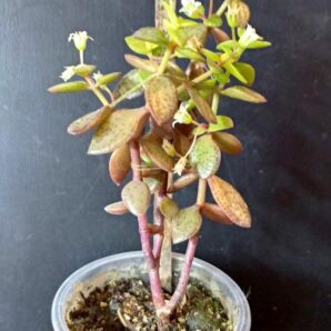 Crassula volcensii