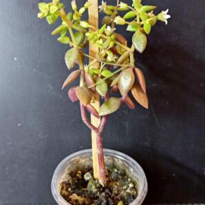 Crassula volcensii