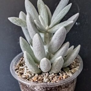 Senecio haworthii
