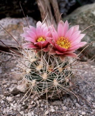 Sclerocactus nyensis