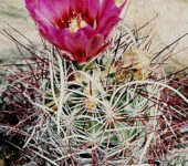 Sclerocactus polyancistrus