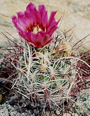 Sclerocactus (Склерокактус). Частина 2.