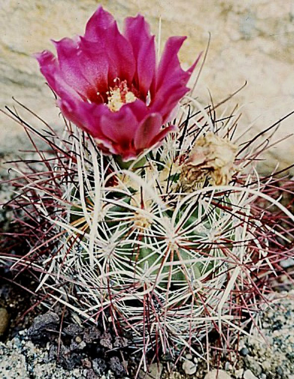 Sclerocactus polyancistrus