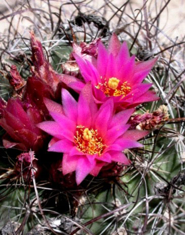 Sclerocactus spinosior ssp. blainei
