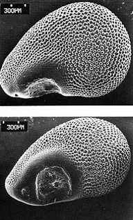 Семя Sclerocactus parviflorus под электронным микроскопом  (Friz Hochstatter)