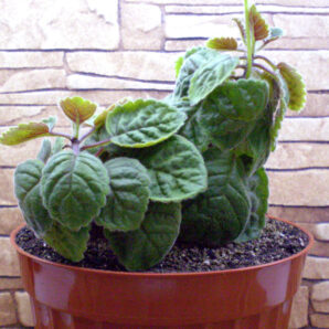 Sinningia conspicua (дорослий екземпляр - крупний каудекс)