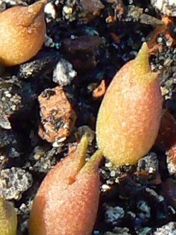 Юні Sclerocactus polyancistrus