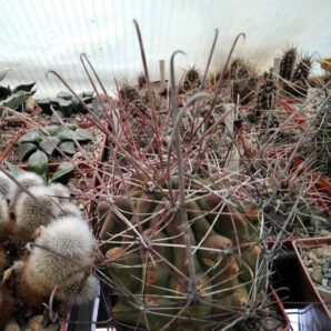 Ferocactus sinuatus -MG- cube-9cm- cube-8cm-