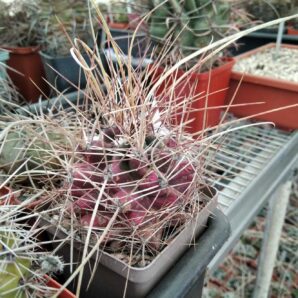 Ferocactus sinuatus v. papyracanthus -Mesa Garden- cube-7cm-