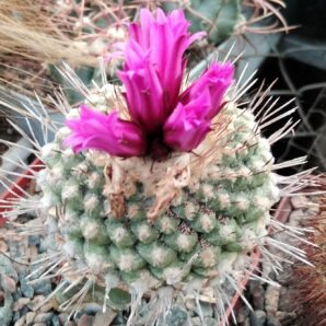 Strombocactus esperanzae -Xichu -seeds-насіння-