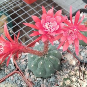 Matucana madisoniorum -seeds-насіння-порція-10шт-