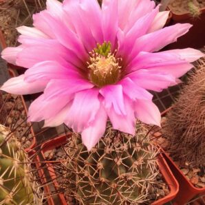 Echinocereus fendleri v. kuenzleri “hempelii”SB187 -seeds-насіння-