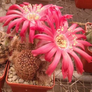 Lobivia rebutioides R219 -seeds-насіння-