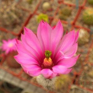 Wilcoxia zopilotensis -Piltz-seeds-насіння-10шт-