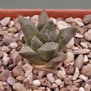 ariocarpus-fissuratus-v.-lloydii-mmr4.3-cerro-bola-coahuila