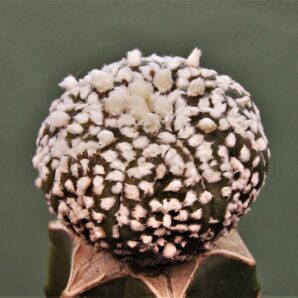 astrophytum-asterias-cv.-super-kabuto-1