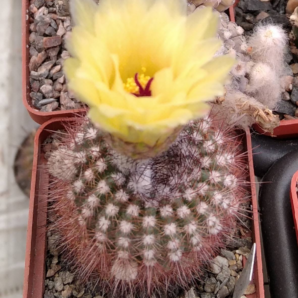 Notocactus vanvlietii R376 -MG- cube-6cm-