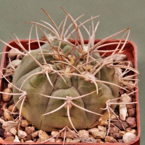 gymnocalycium-armatum-jo1655-1.