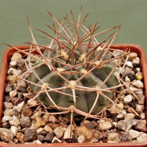 gymnocalycium-armatum-jo600-2