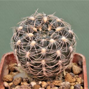 gymnocalycium-calochlorum