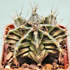 gymnocalycium-friedrichii-variegate-11
