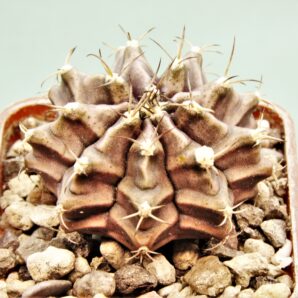 gymnocalycium-friedrichii-variegate-12